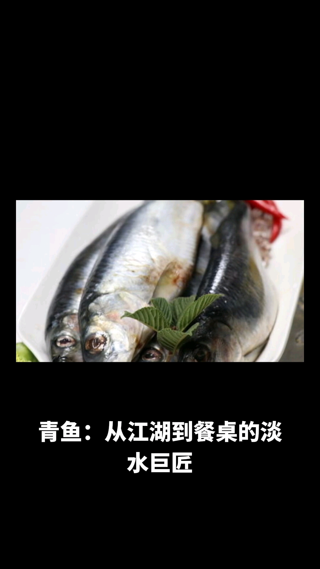 青鱼是海鱼还是淡水鱼