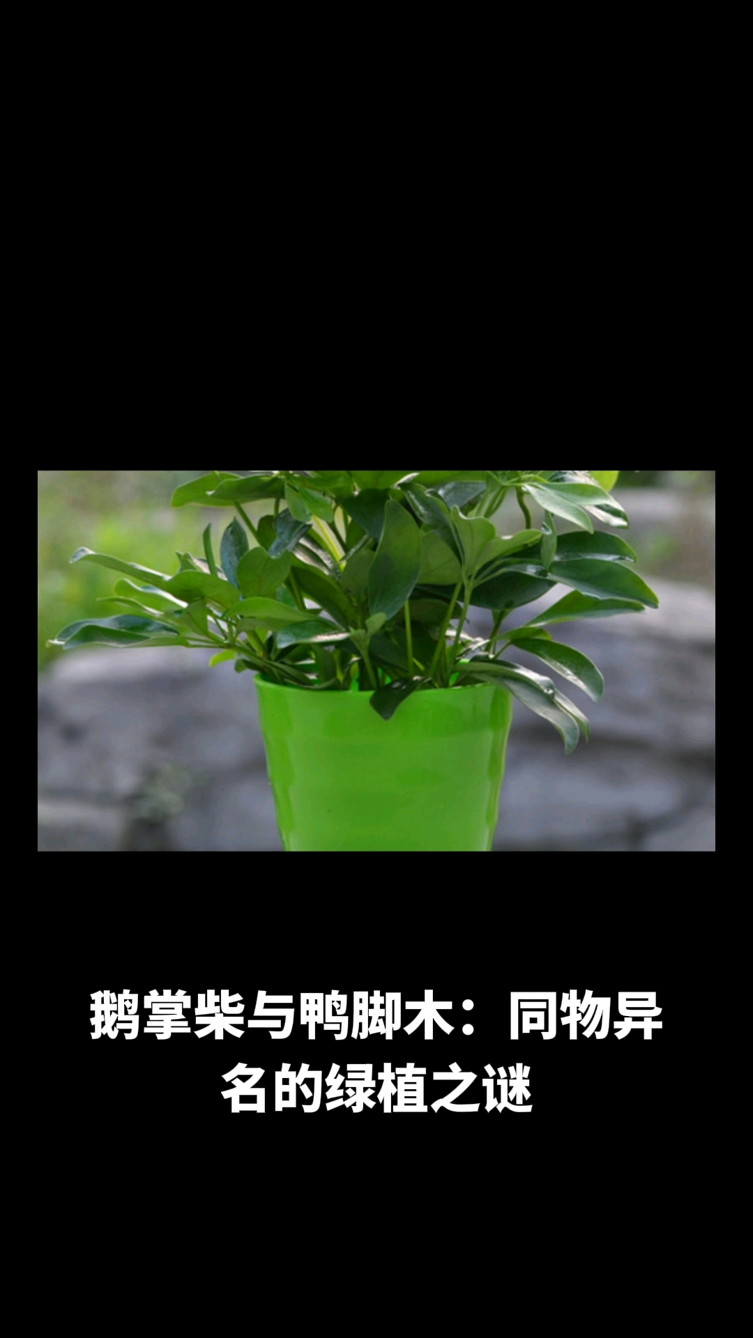 鹅掌柴和鸭脚木的区别