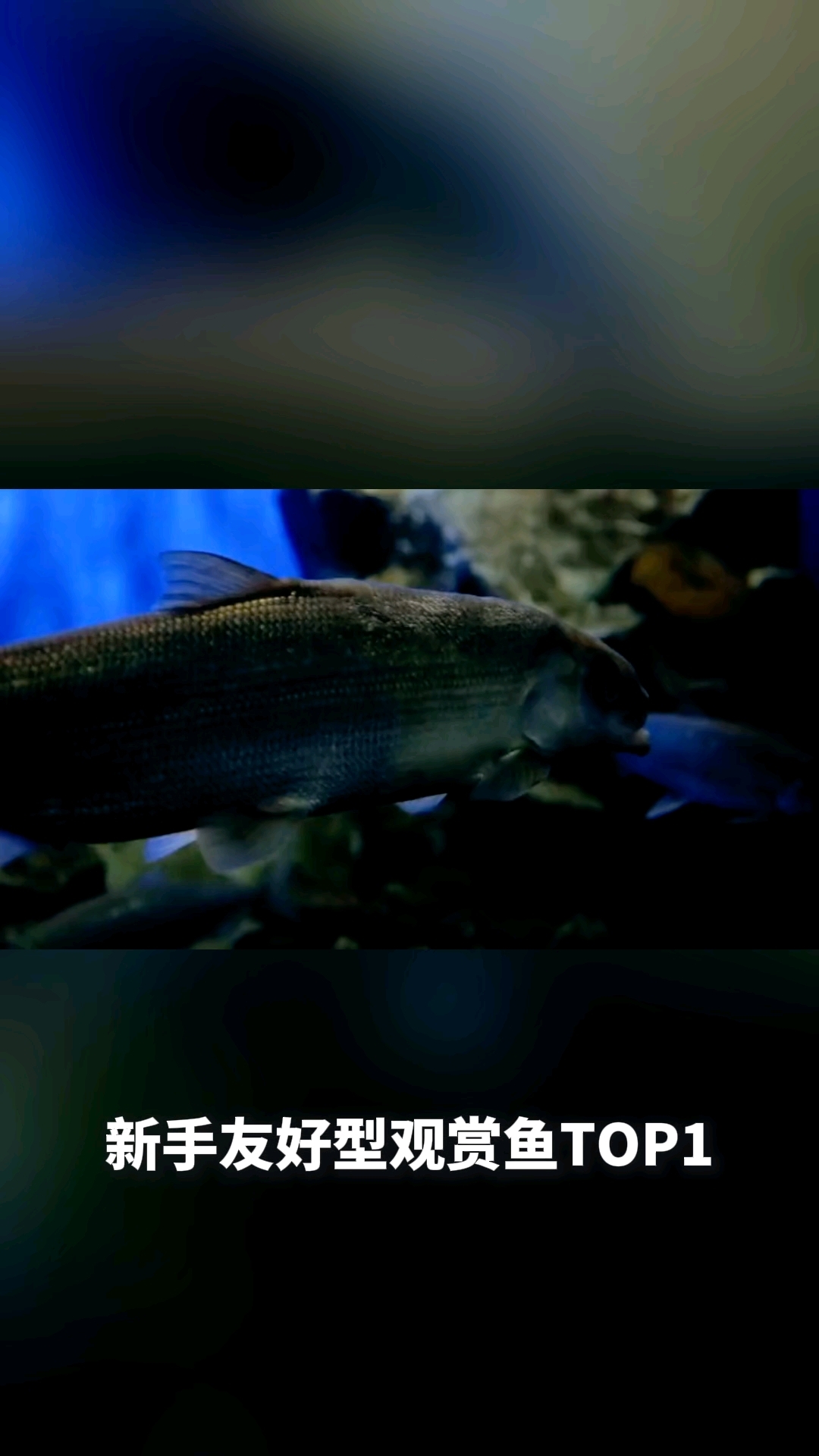 米奇鱼好养活吗