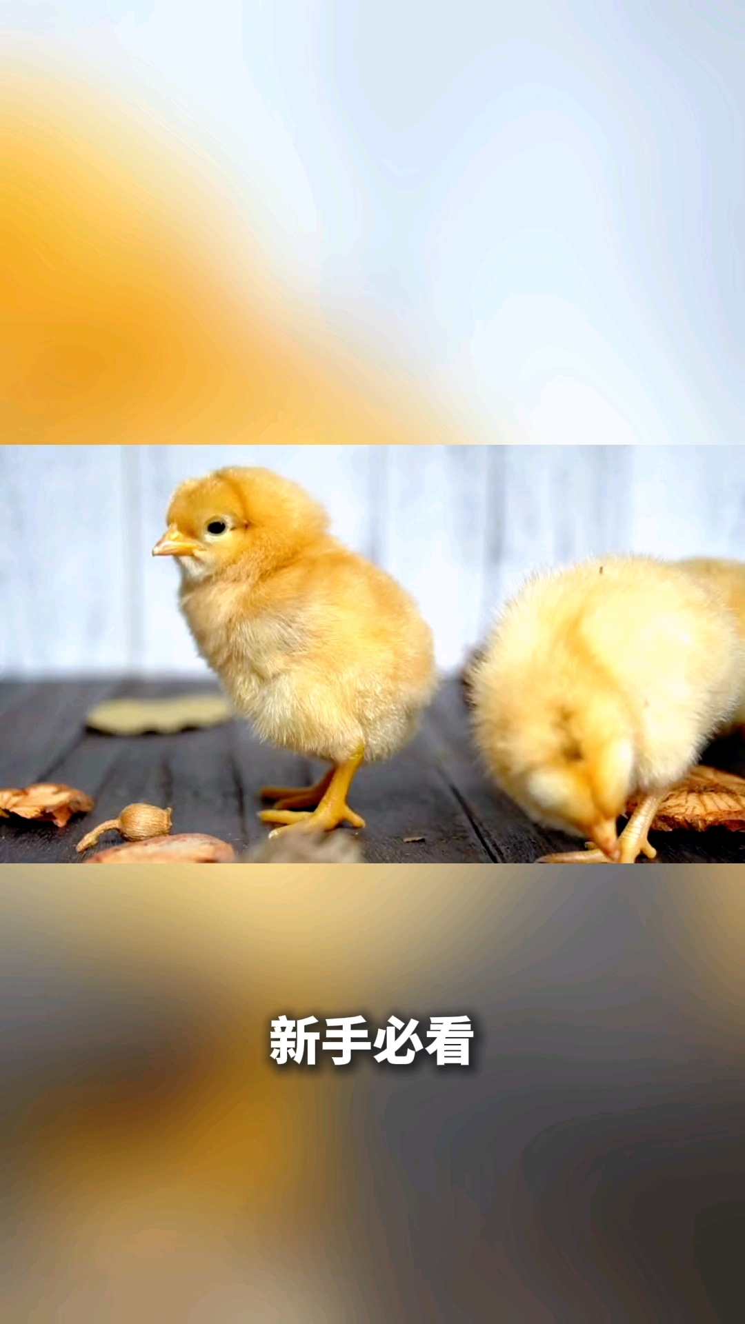 刚买的小鸡怎么喂养