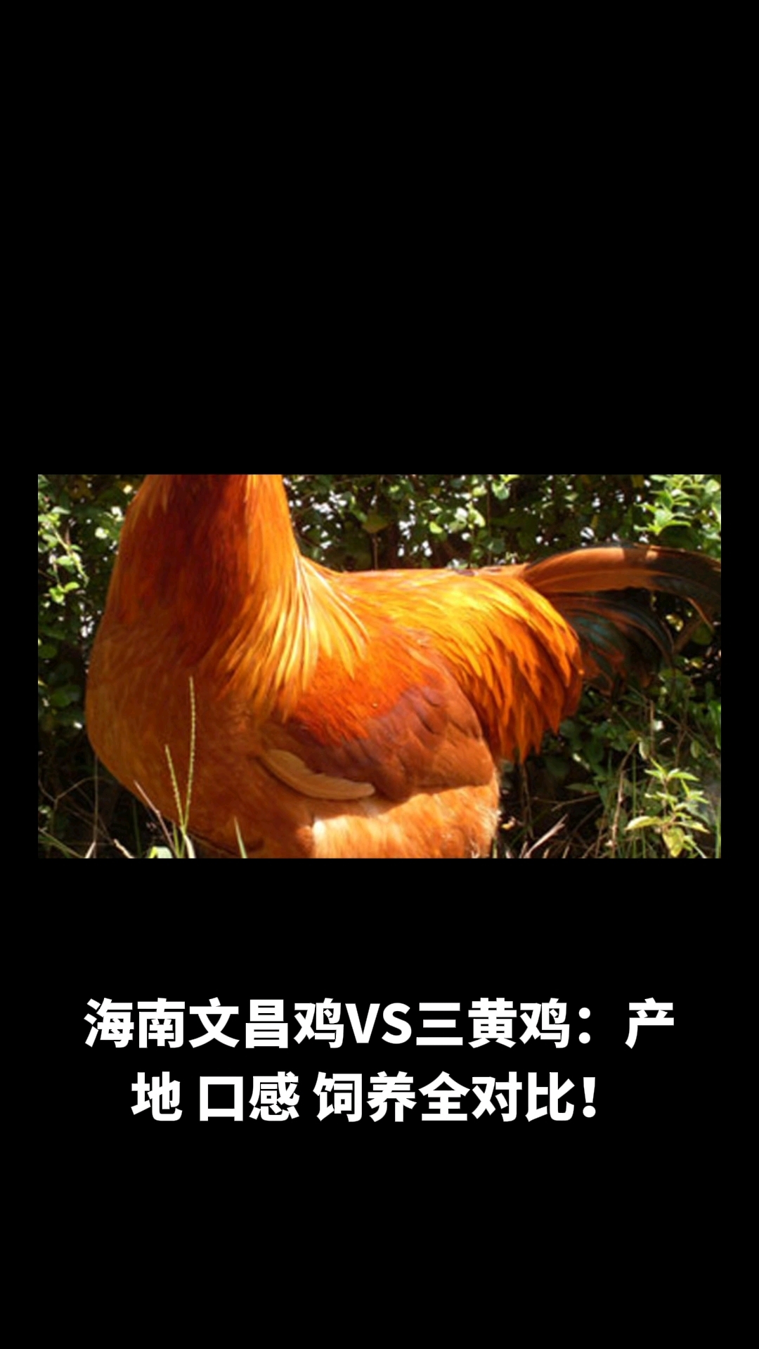 文昌鸡和三黄鸡有什么区别