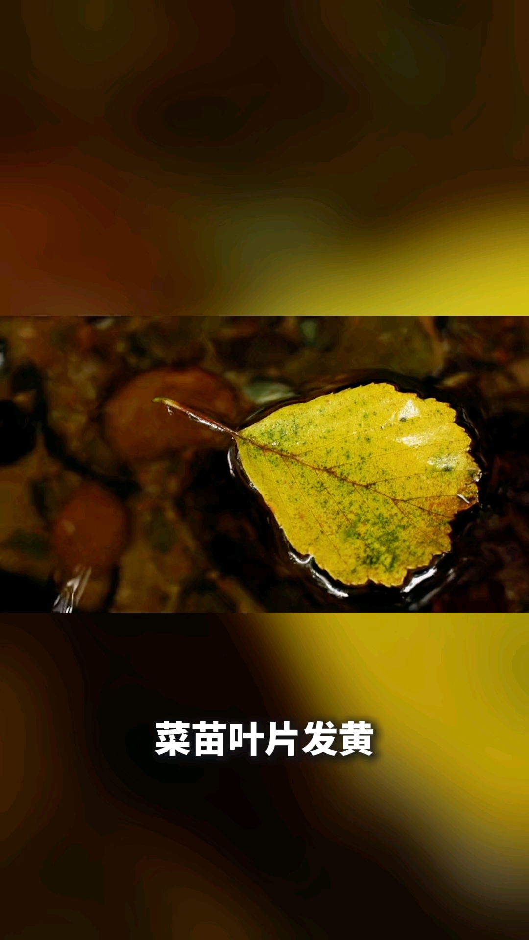 种的菜苗发黄是怎么回事