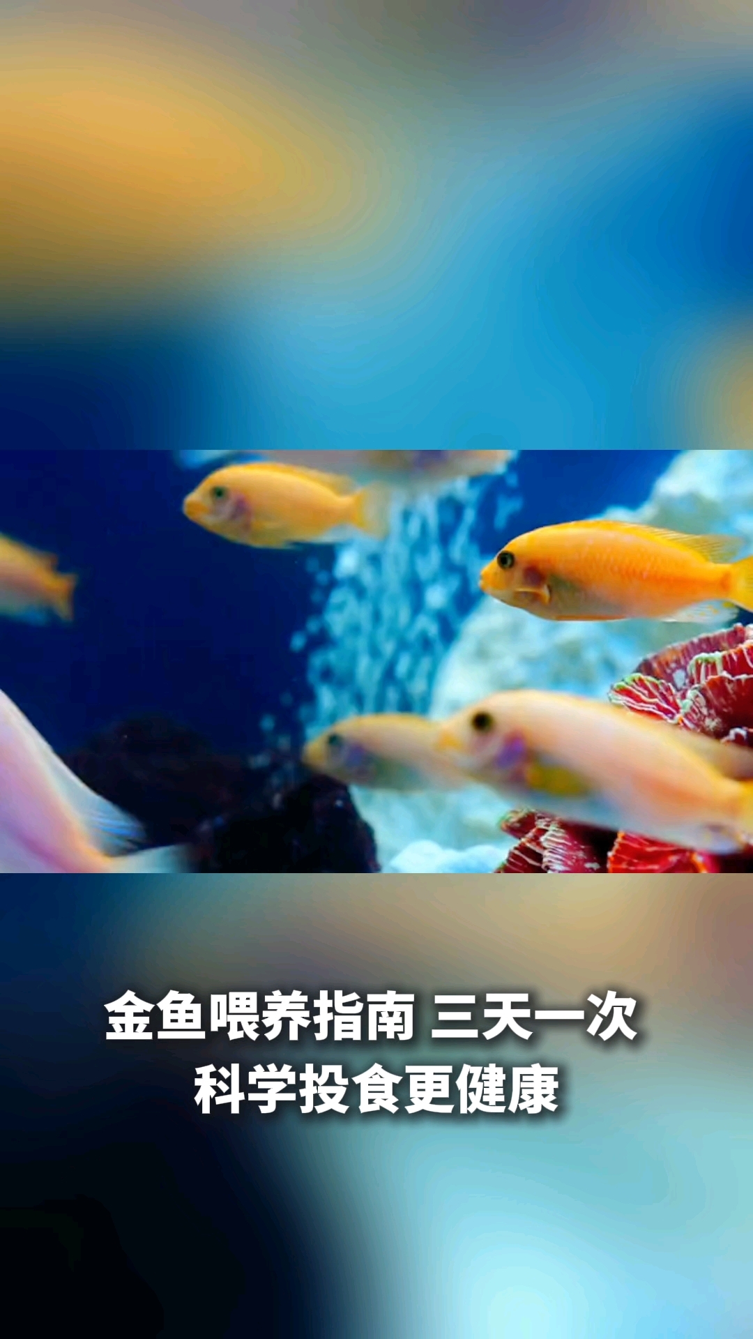金鱼多长时间喂一次
