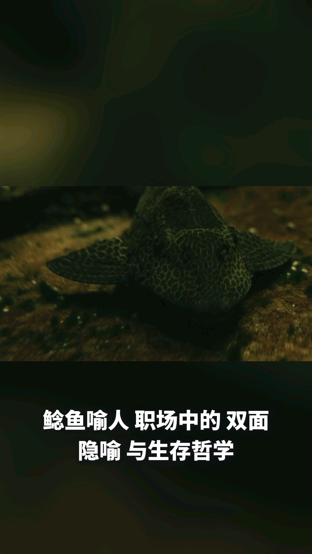 鲶鱼比喻什么样的人