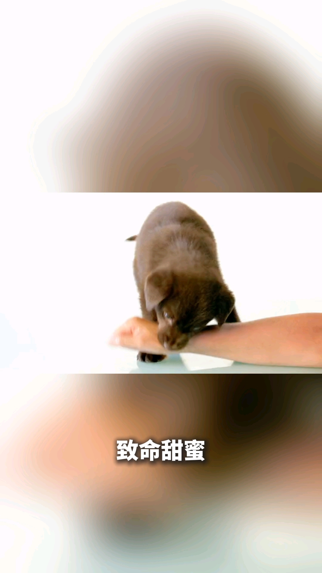 狗吃了巧克力会怎么样