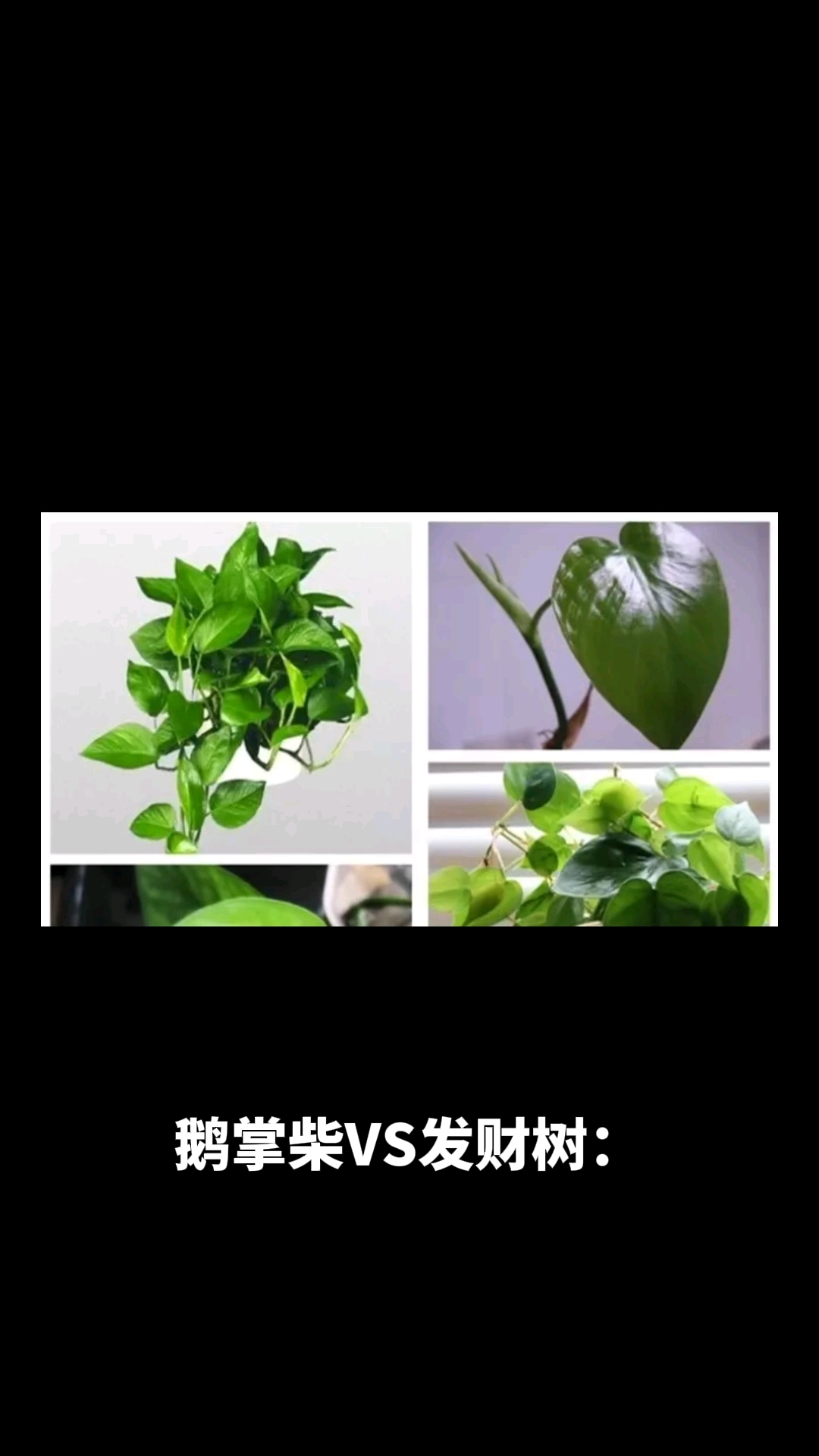 鹅掌柴又叫发财树吗