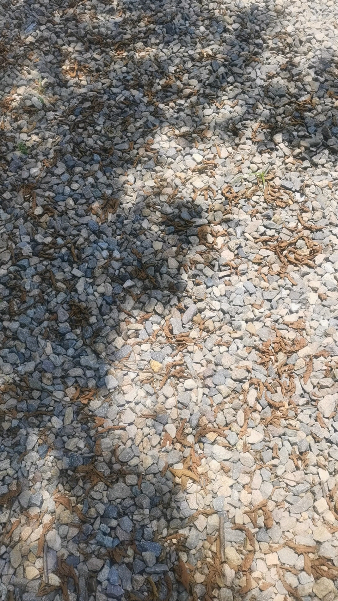 冬制的九制黄精//做黄精奶茶//楠溪江边摆摊//生活照过生意