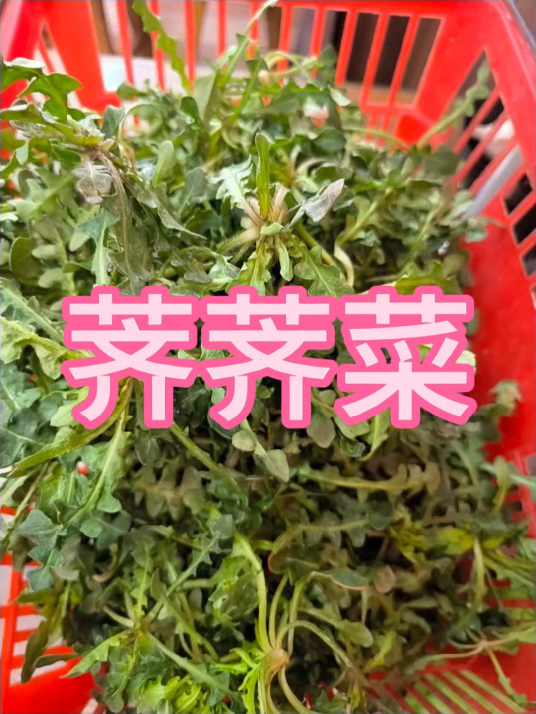 荠荠菜