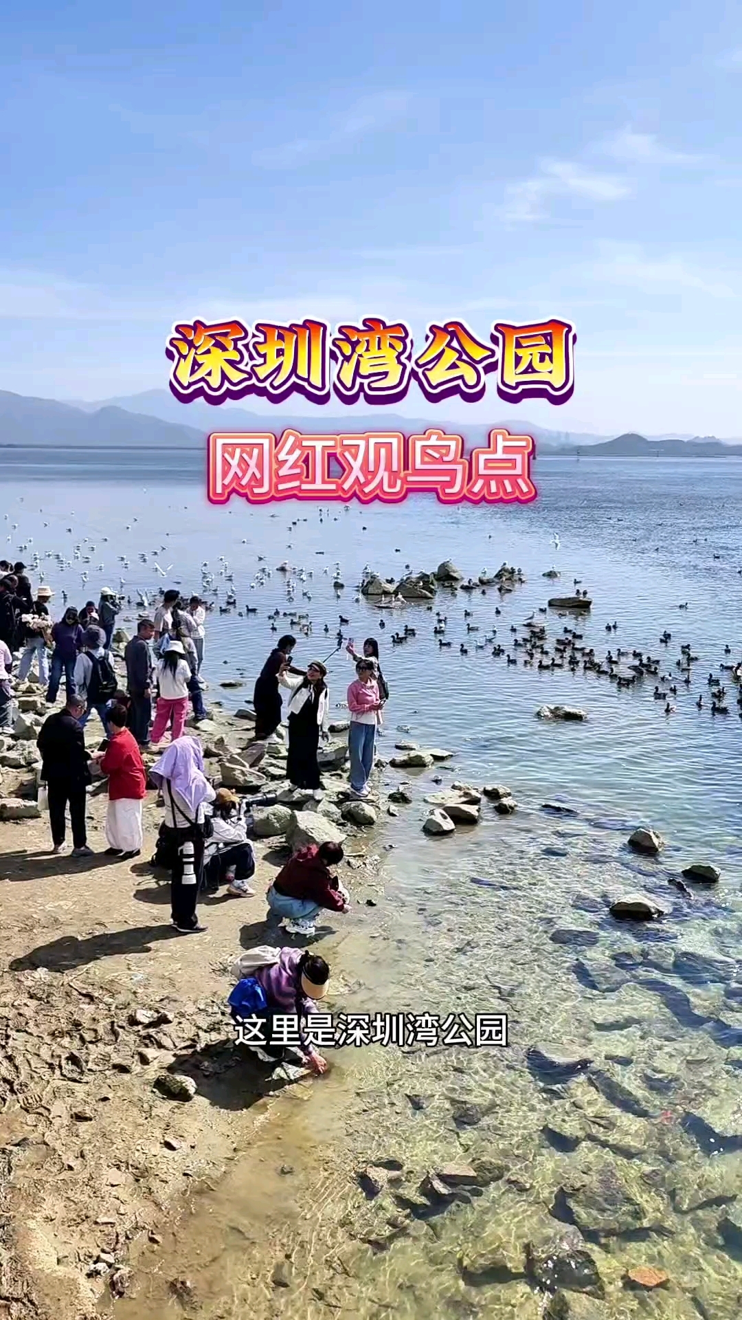 深圳湾公园网红观鸟点,网红观鱼点。无以数计的海鸟、海鱼聚集。