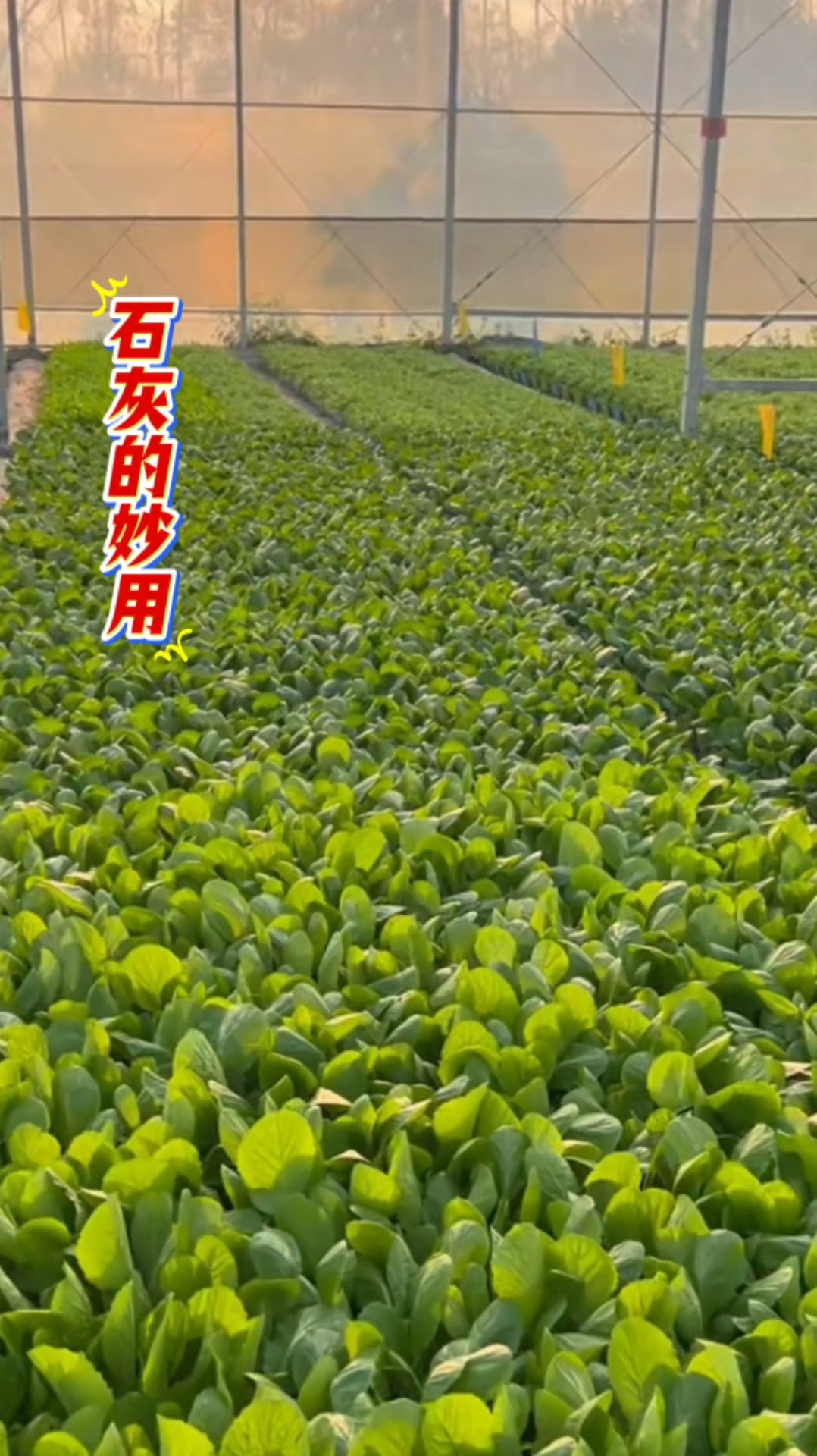 石灰在蔬菜的妙用