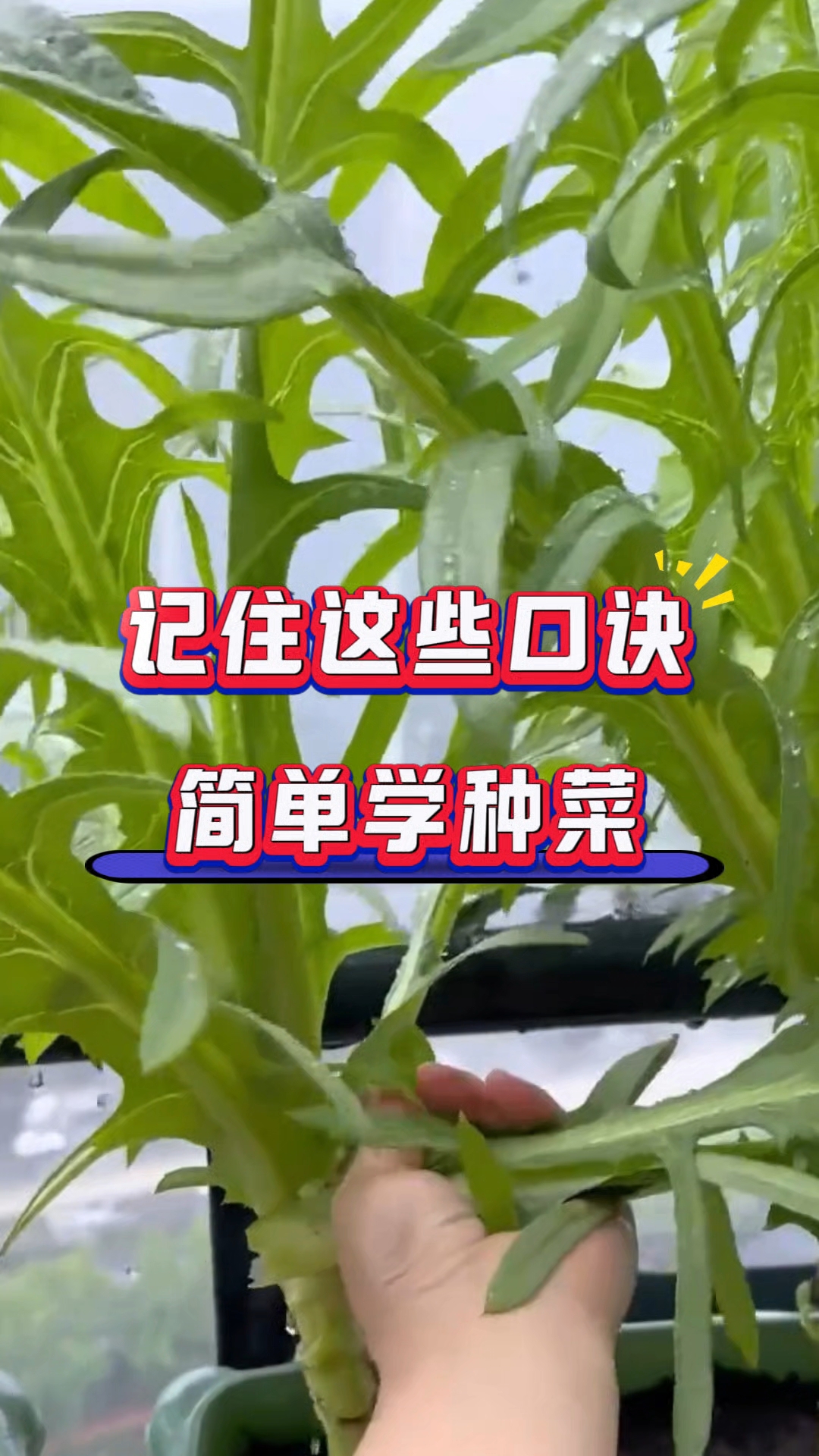 记住这些口诀,简单学种菜