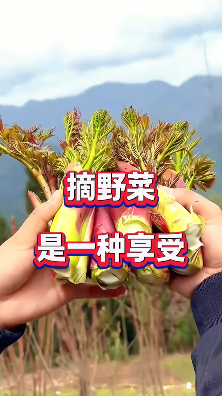 摘野菜是一种享受