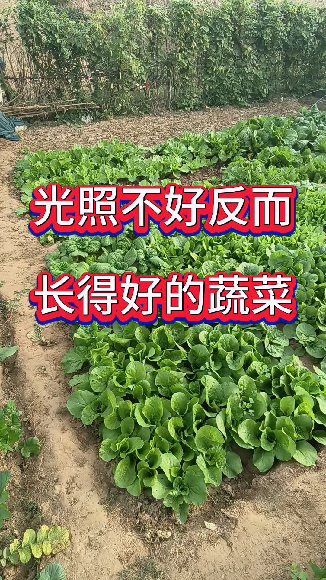 光线不好,反而长得好的蔬菜,你还知道有哪些吗