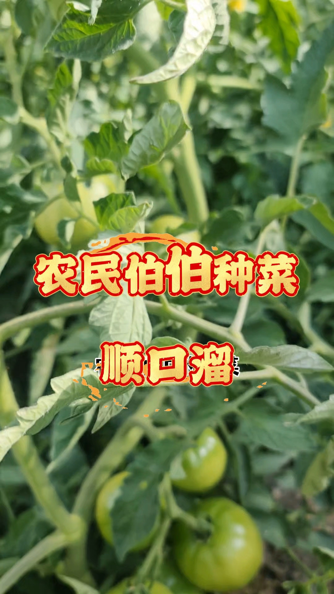 农民伯伯的种菜顺口溜