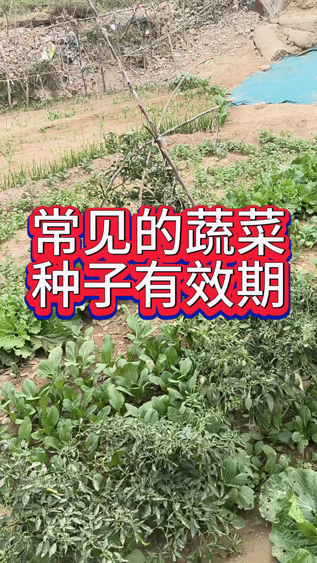 常见的蔬菜种子有效期,一定要记牢