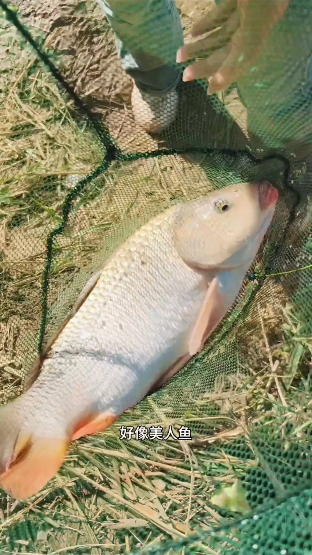 野钓黄河，寻找野生黄河鲤鱼