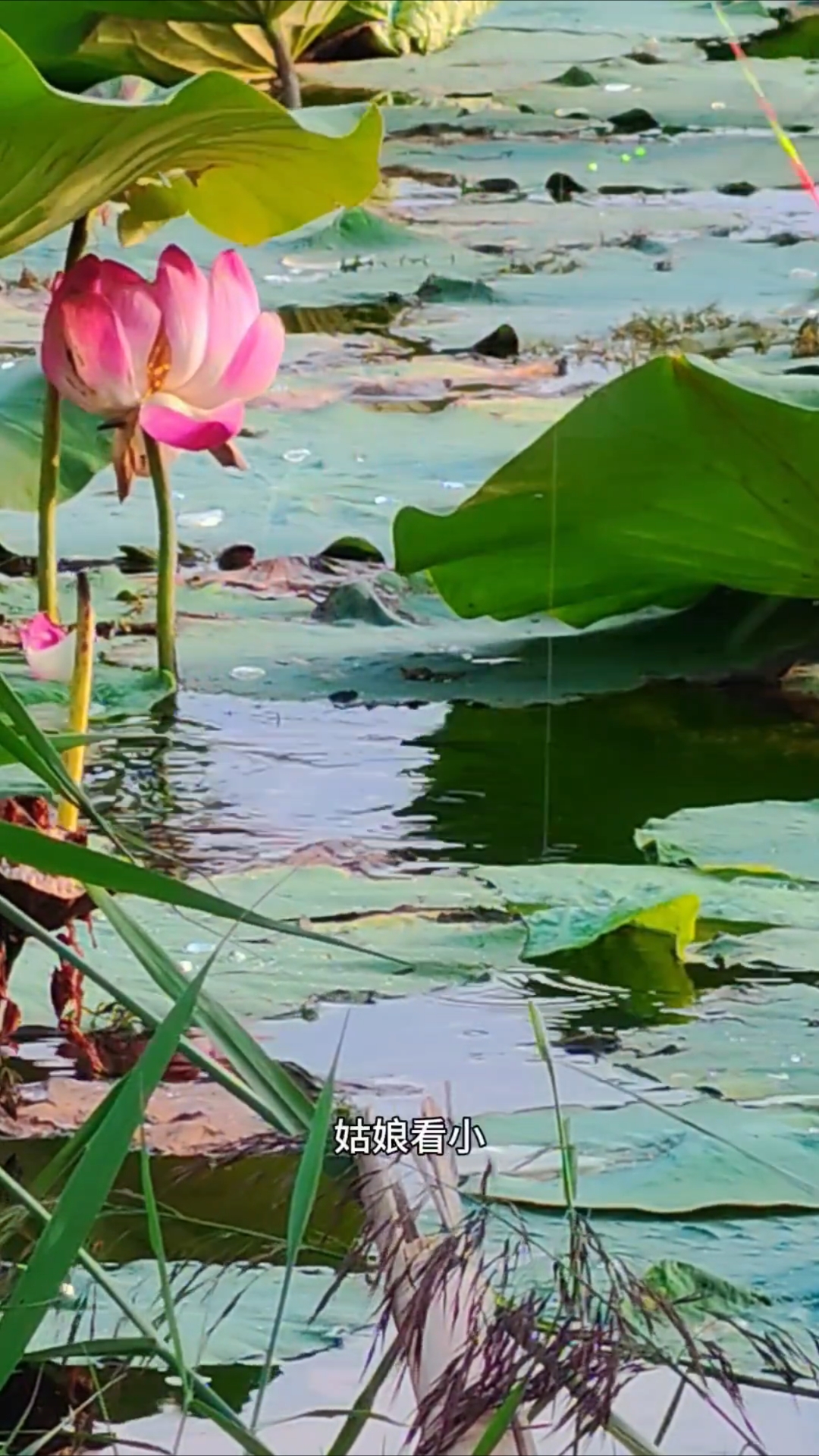 野钓荷花下，有惊喜