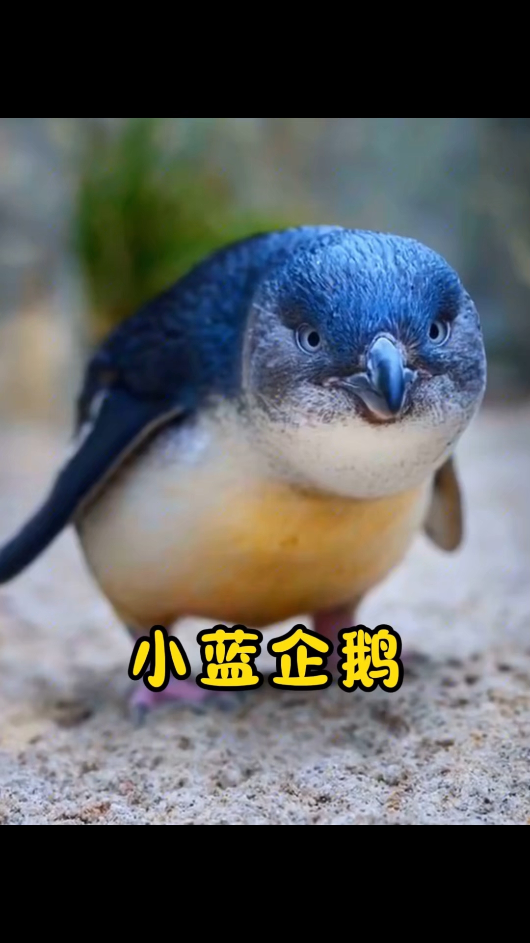 两只正在打架的小东西叫小蓝企鹅，它是地球上体型最小的企鹅