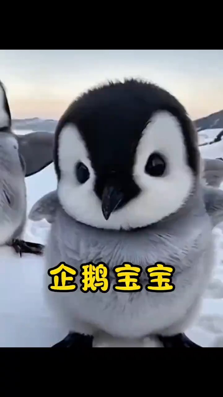 原来生活在南极的小企鹅也可爱，长到半岁后的它就要独立生活