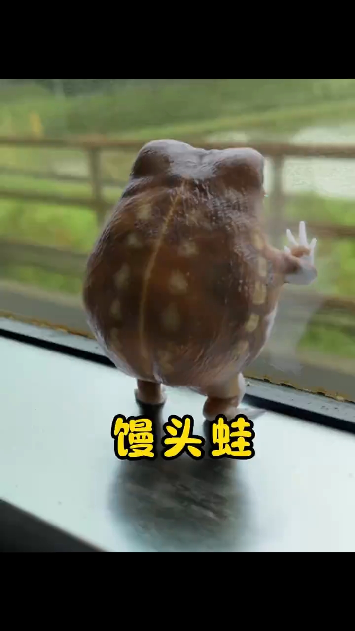 这只像人机一样,在摇头晃脑家的小家伙,叫馒头蛙也叫散疣短头蛙