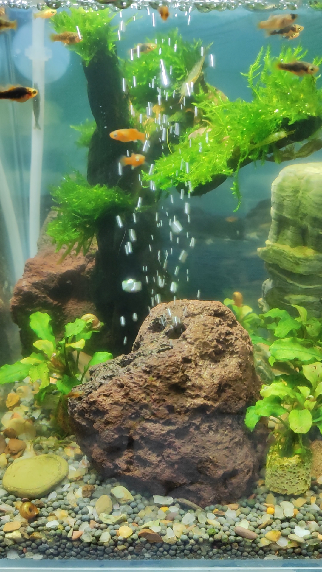 月光鱼产仔了,爆氧