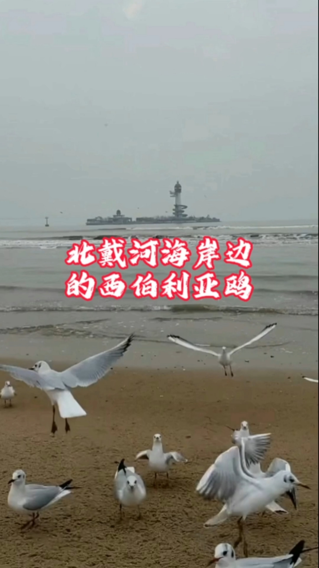 北戴河的西伯利亚鸥,方便面都快吃腻了,想吃火腿肠!