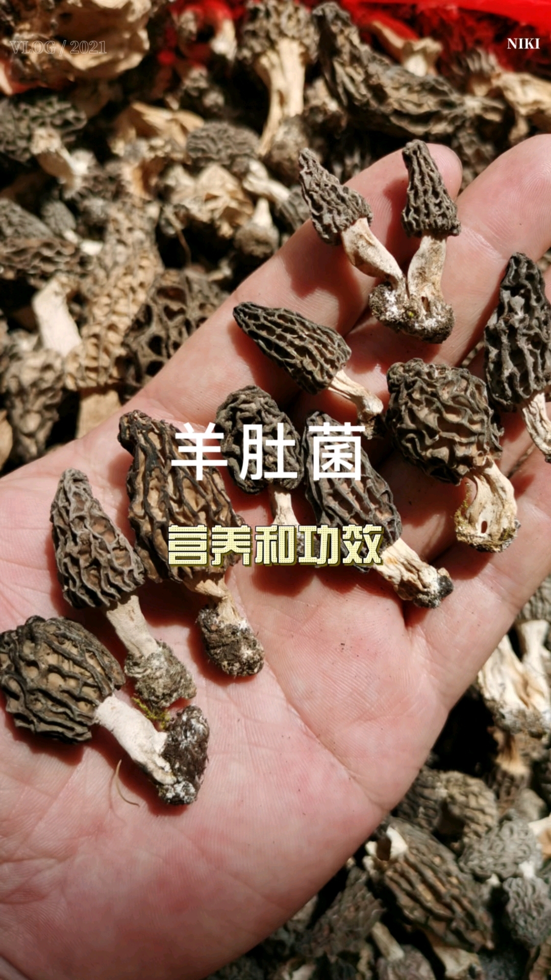 你网上搜索羊肚菌的营养和功效,其实指的是野生羊肚菌