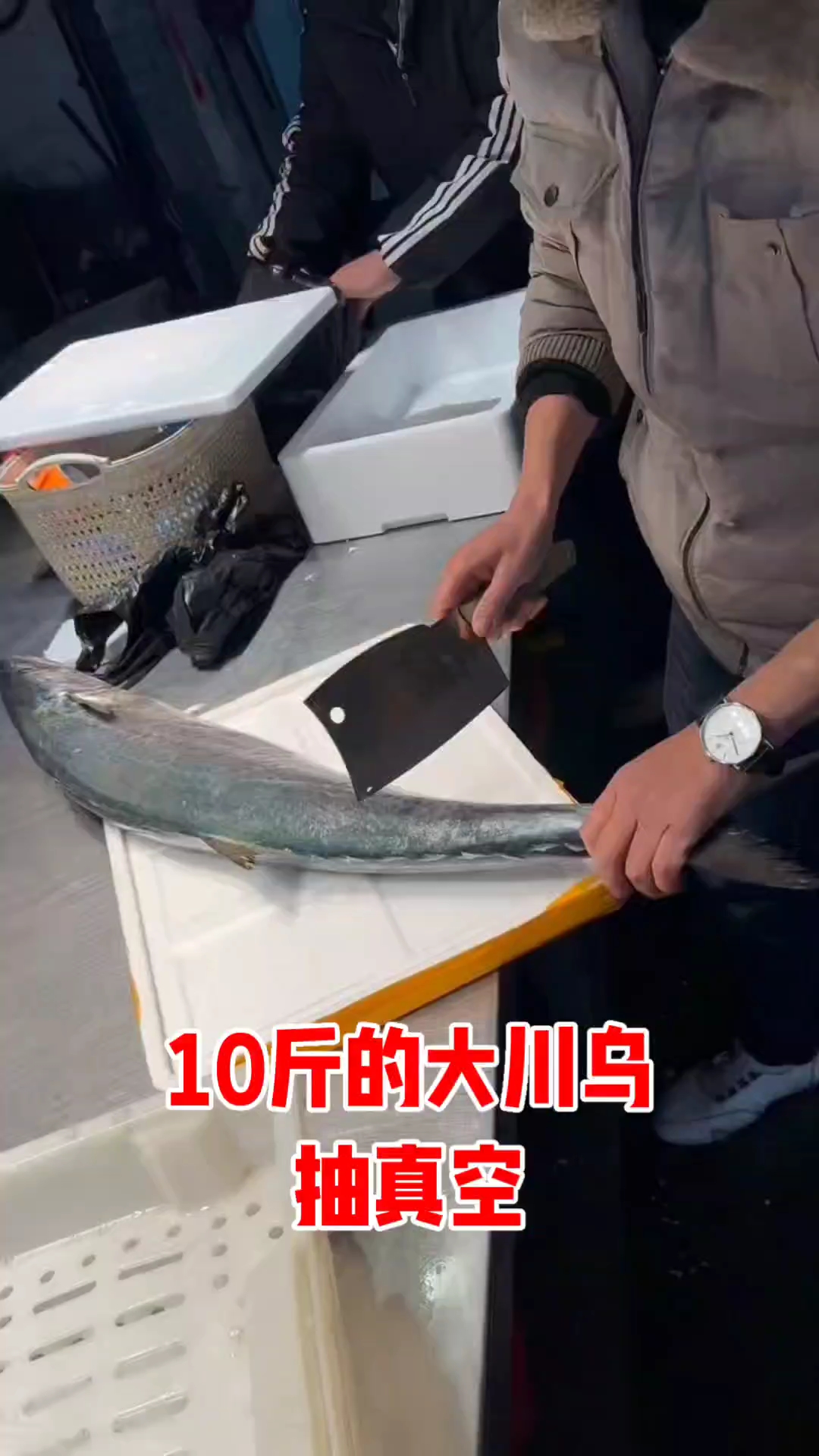 10斤的大川乌,川乌籽是好食材,他是马鲛鱼吗#热问计划#
