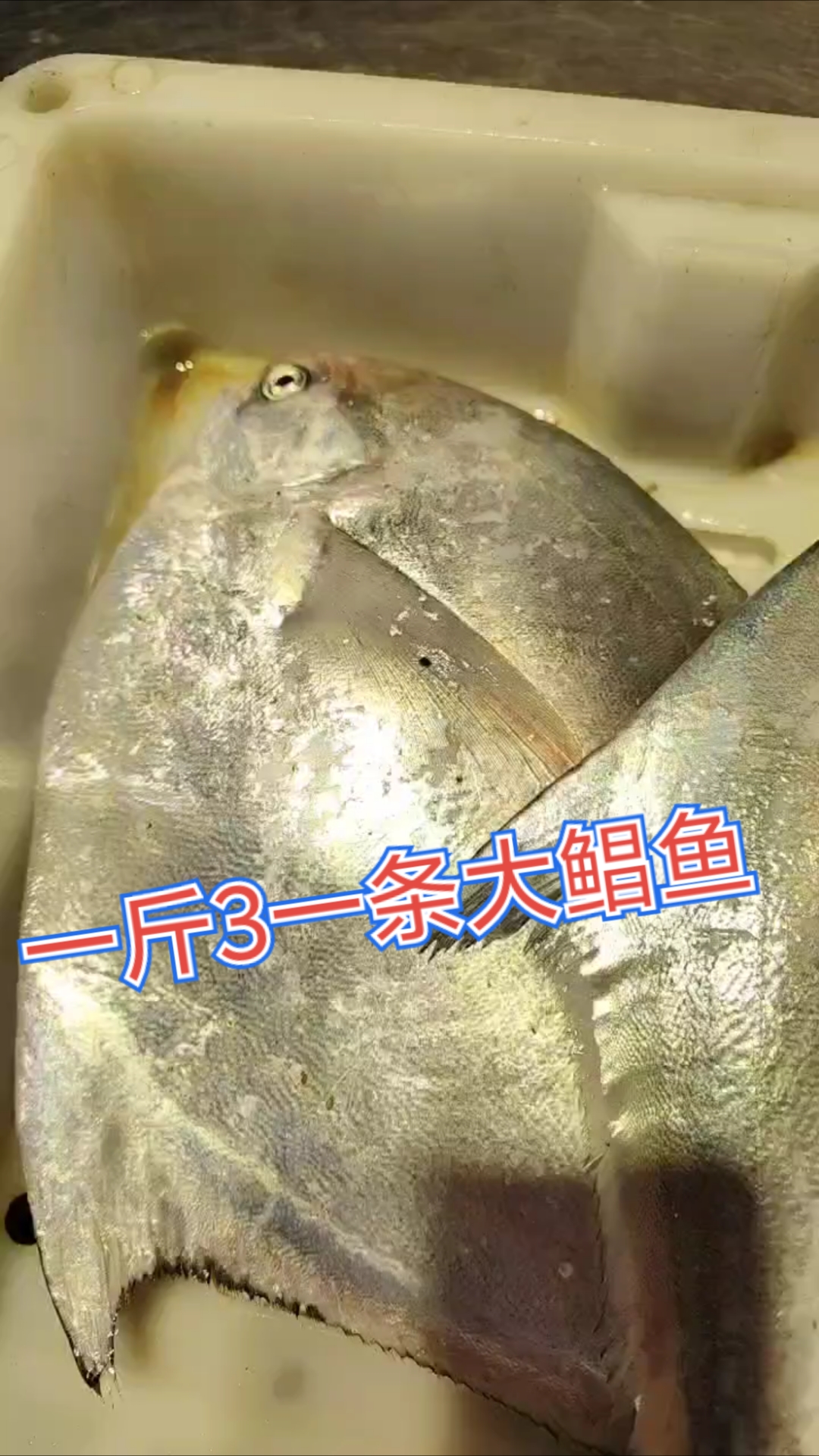 一斤3两的流网鲳鱼,野生黄鱼