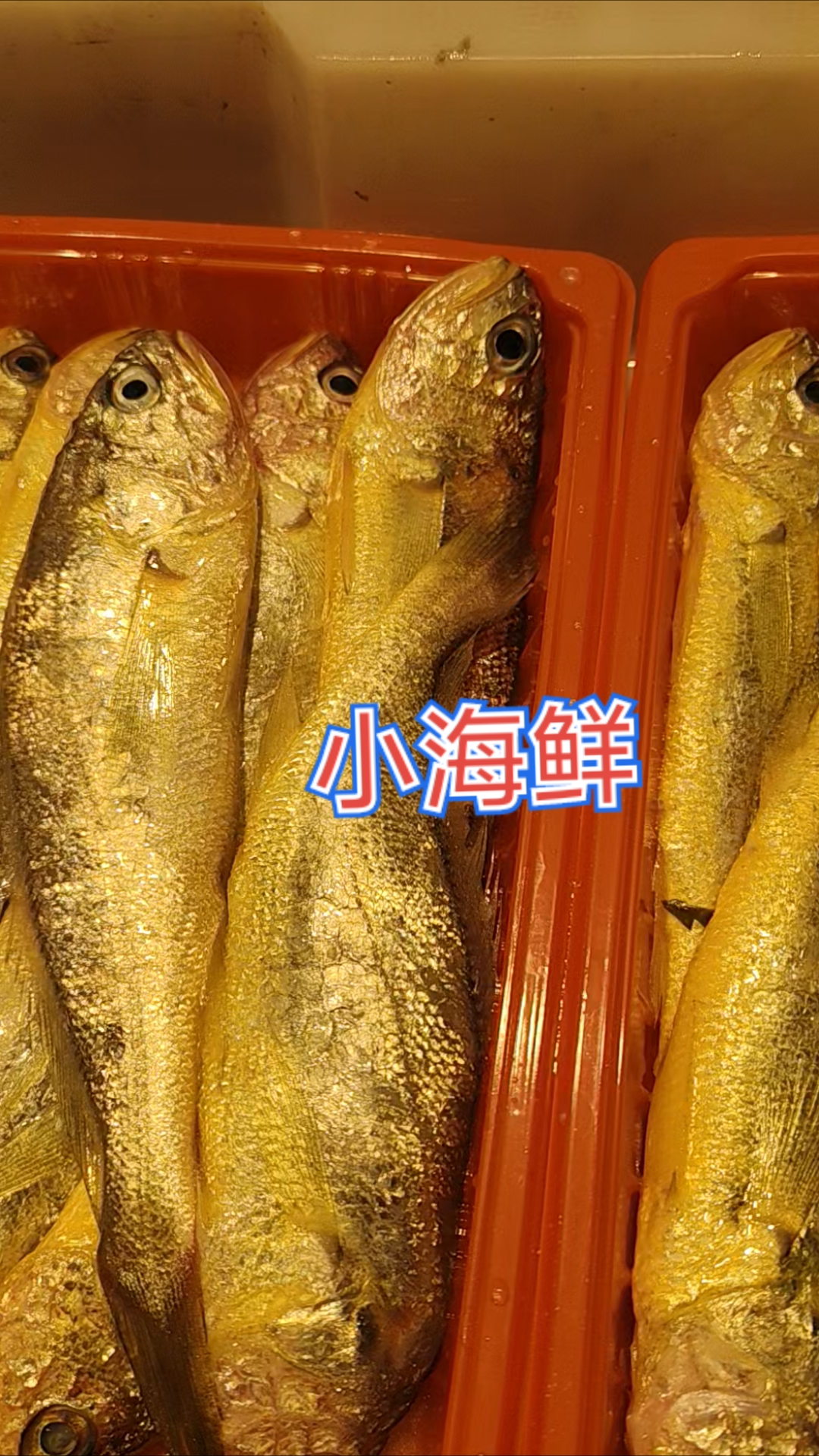 小黄鱼小鲳鱼血哈小海鲜