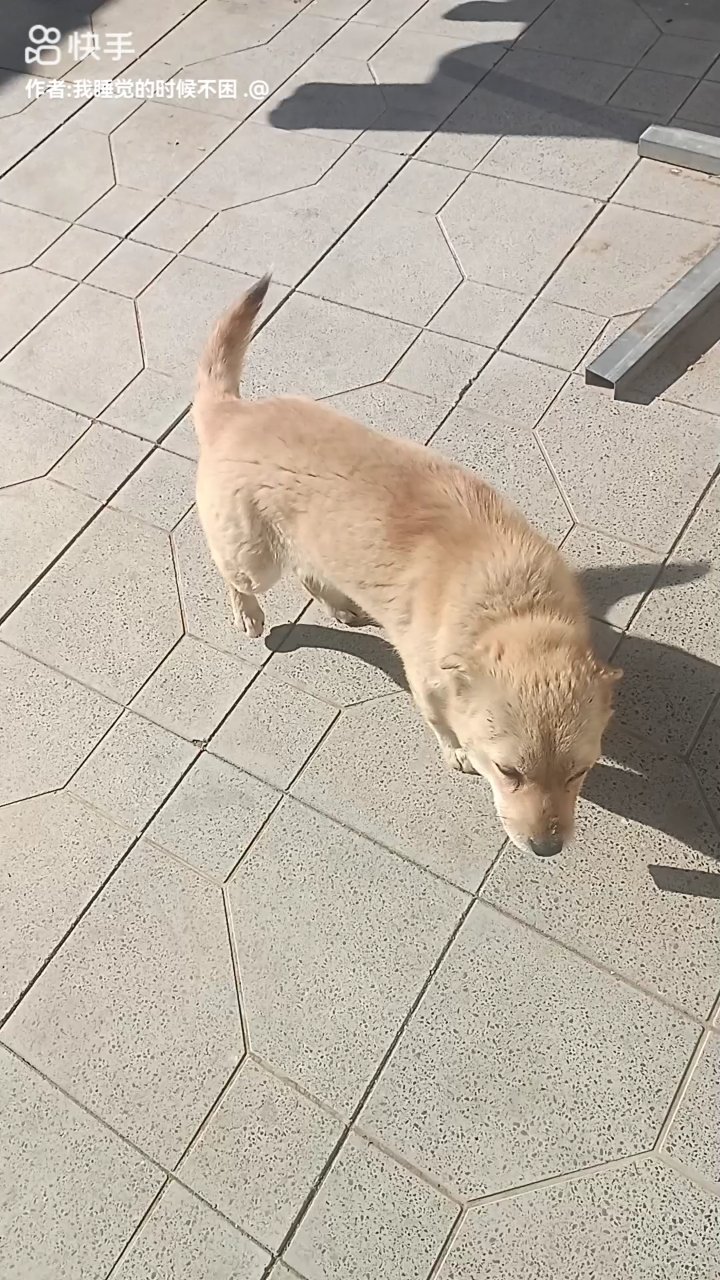 小狗狗爱吃肉肉和骨头