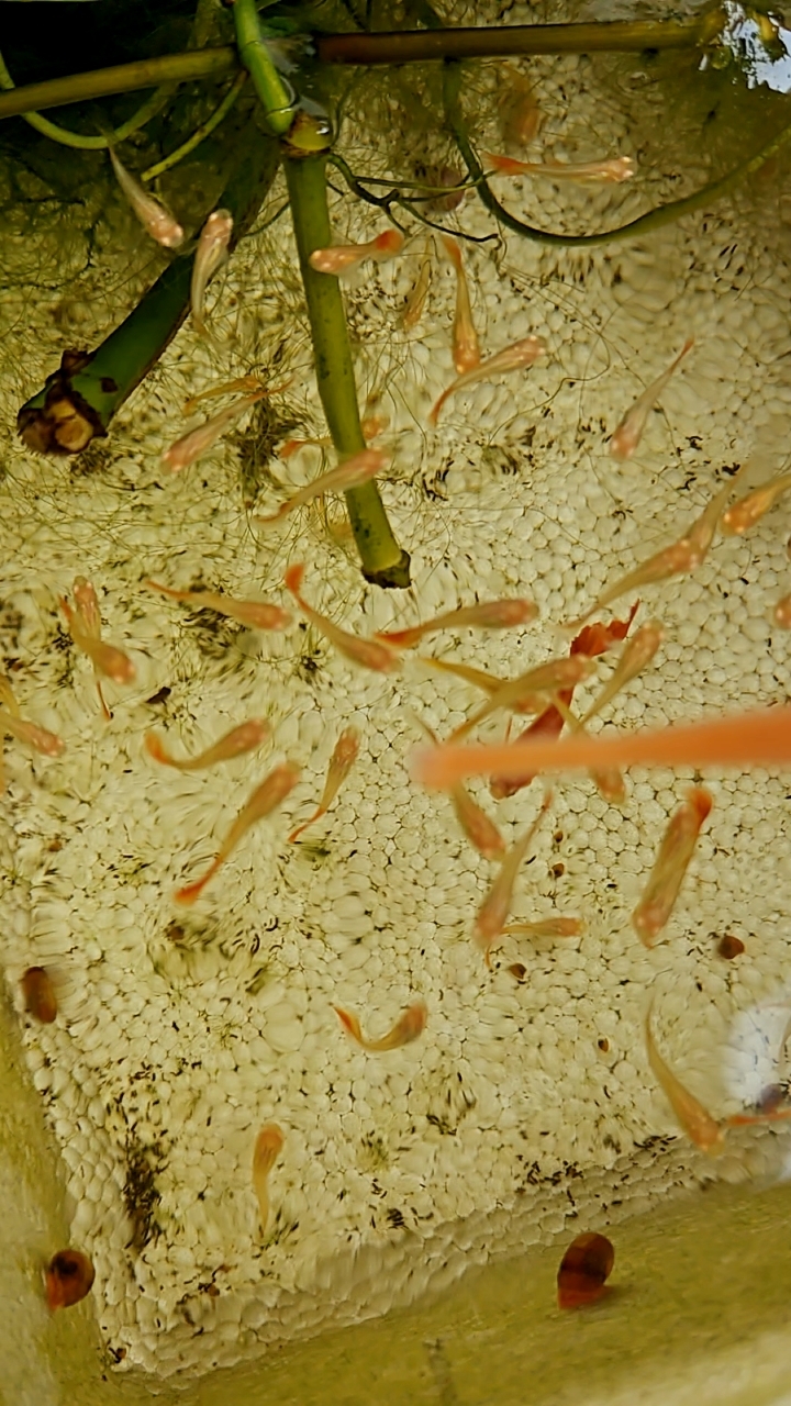 孔雀鱼苗怎么养长的快？放水草，吸底，加水，勤喂少喂！少折腾！