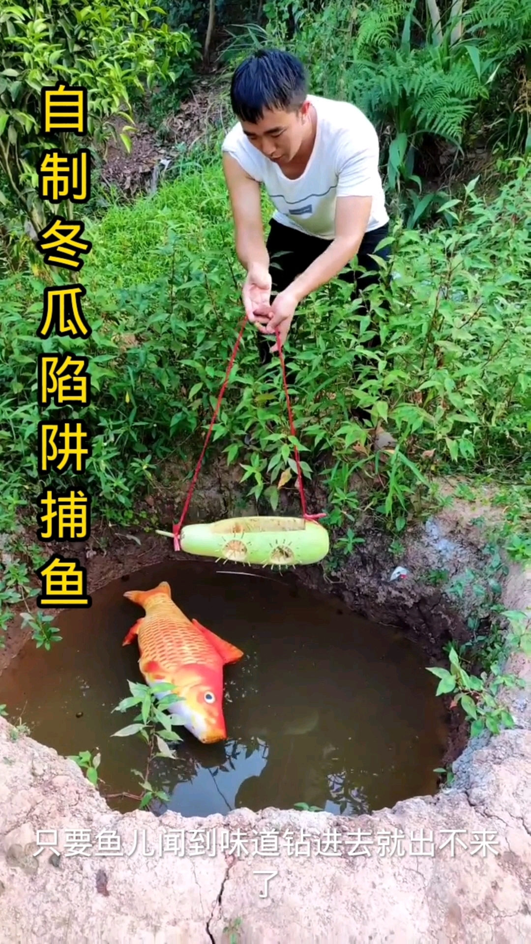 制作冬瓜陷阱抓鱼