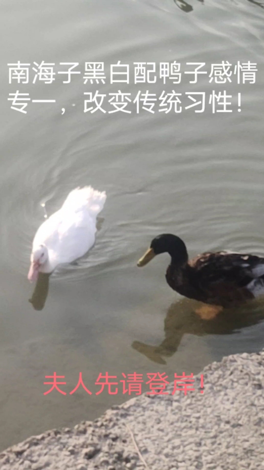 南海子黑白配鸭子们感情专一,改变传统习性。