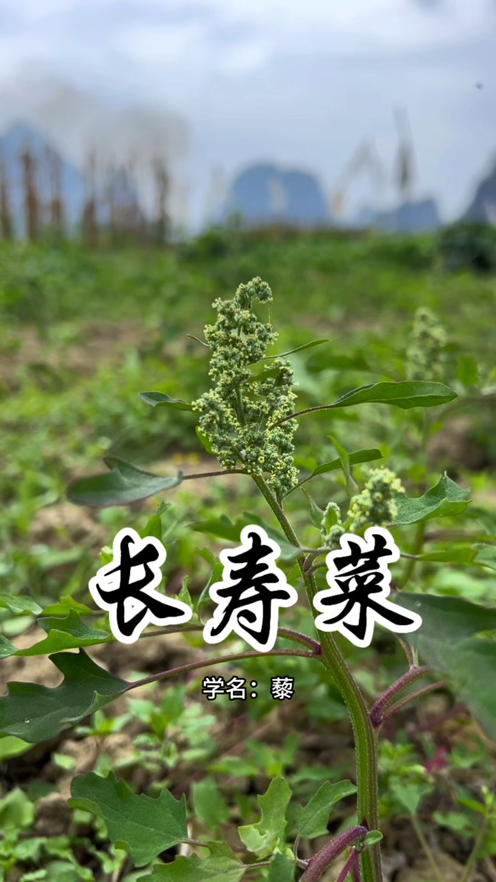 灰灰菜又叫长寿菜