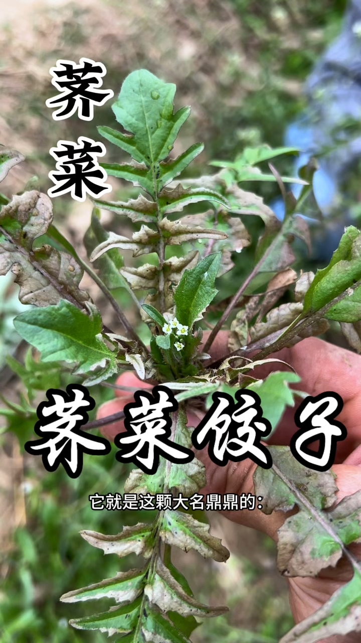 荠菜又叫长寿菜,又菜中甘草之称