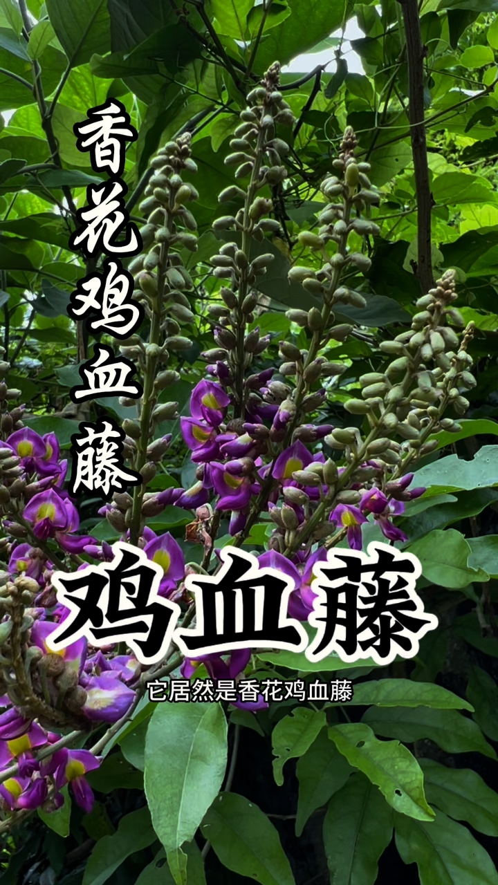 鸡血藤又叫女人草