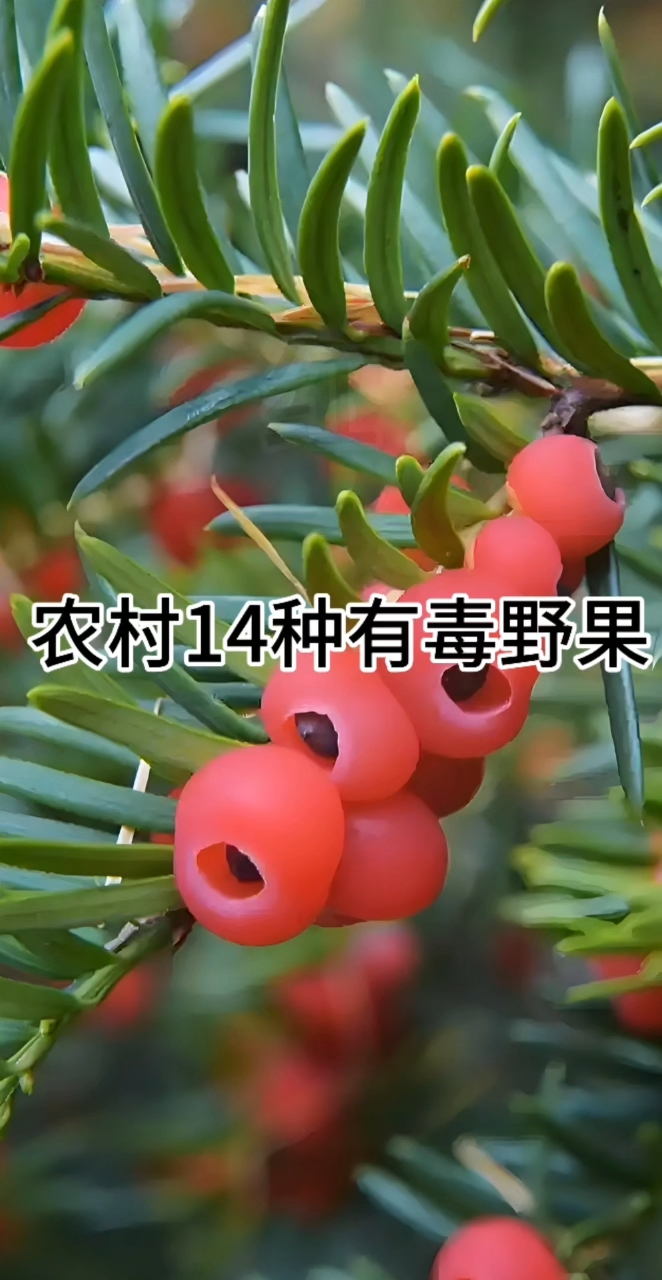农村14种致命野果千万别碰!最后一种城里人最爱摘!