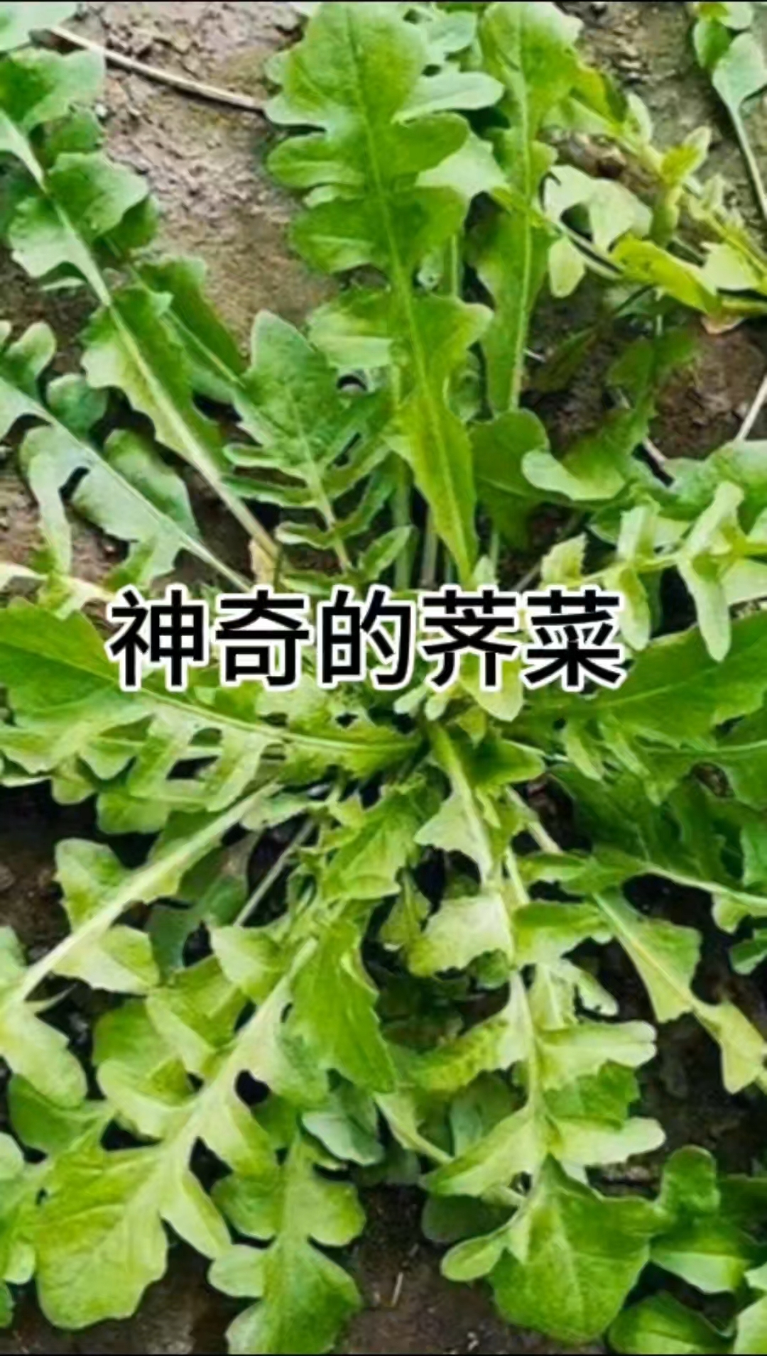 荠菜的妙处你知道多少?