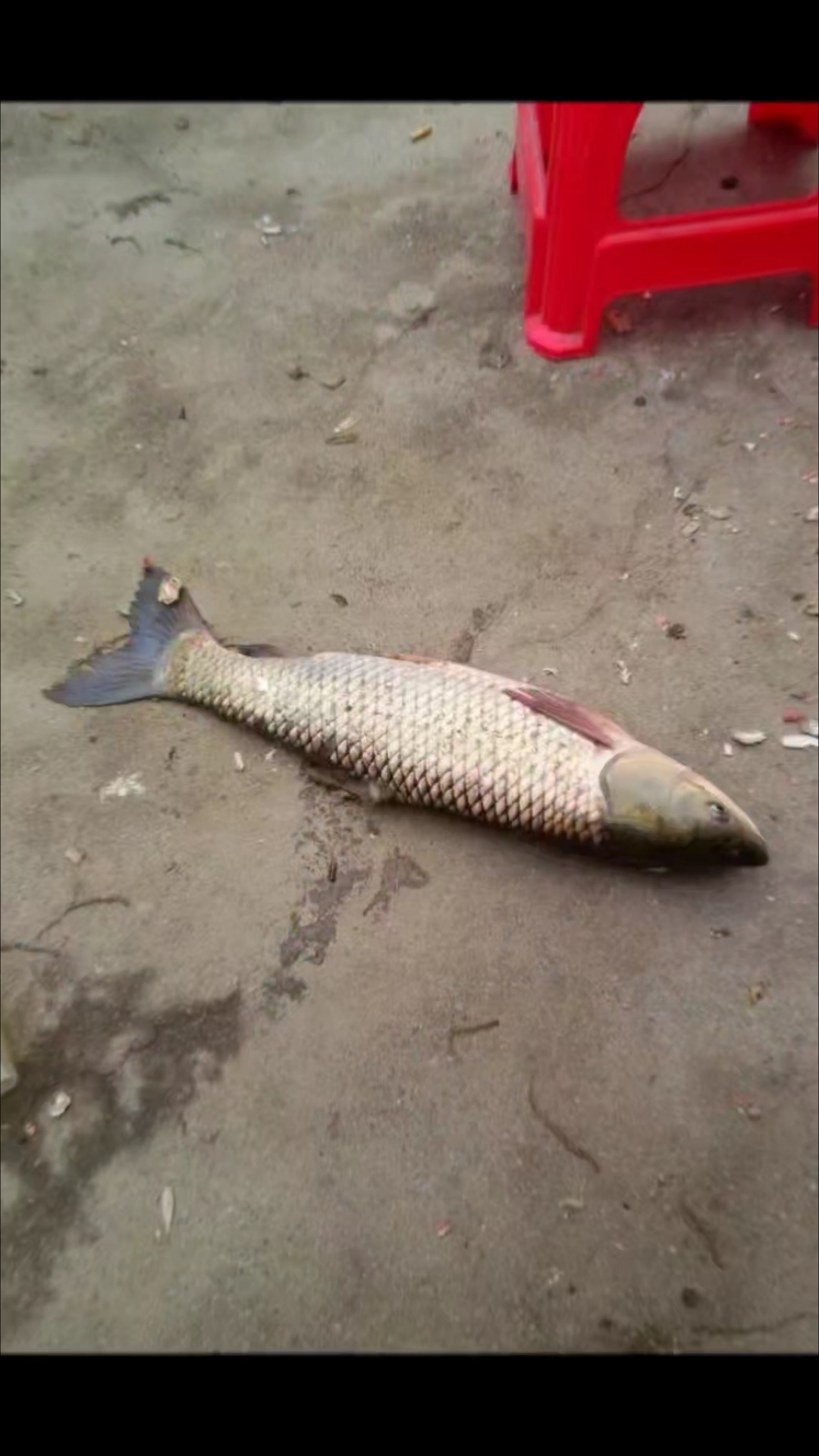 82年的麻古愣子