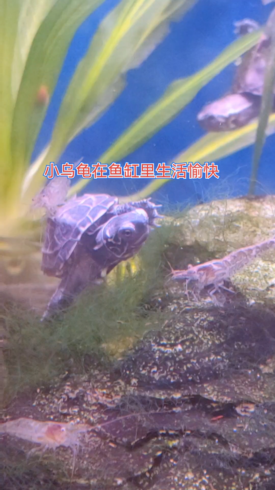 小乌龟入缸一个月,生活很愉快。又来了一群虾伙伴,相处成了朋友