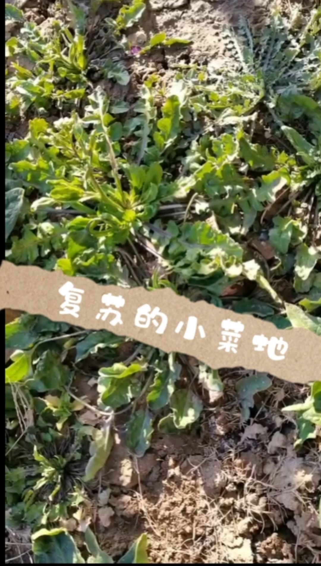 经历了一个冬天的小菜地