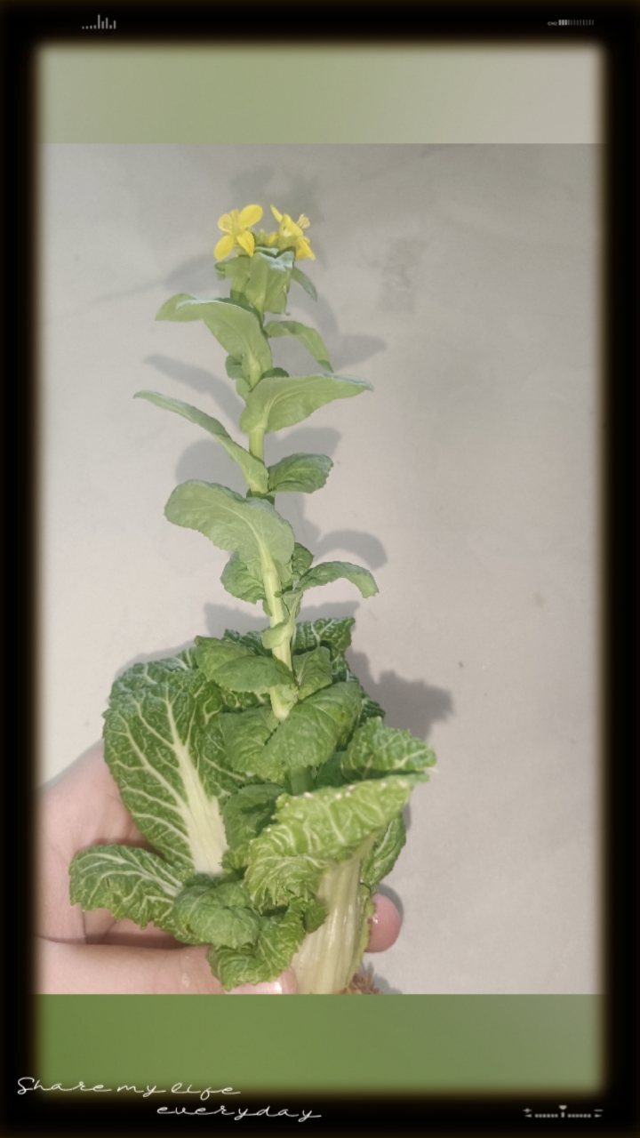白菜花