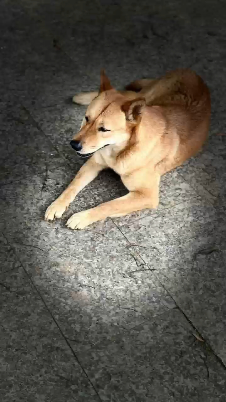 阳光治愈小黄狗:中华田园犬的温柔日常!#晒出我家的小动物# #中华田园犬# #可爱小动物#