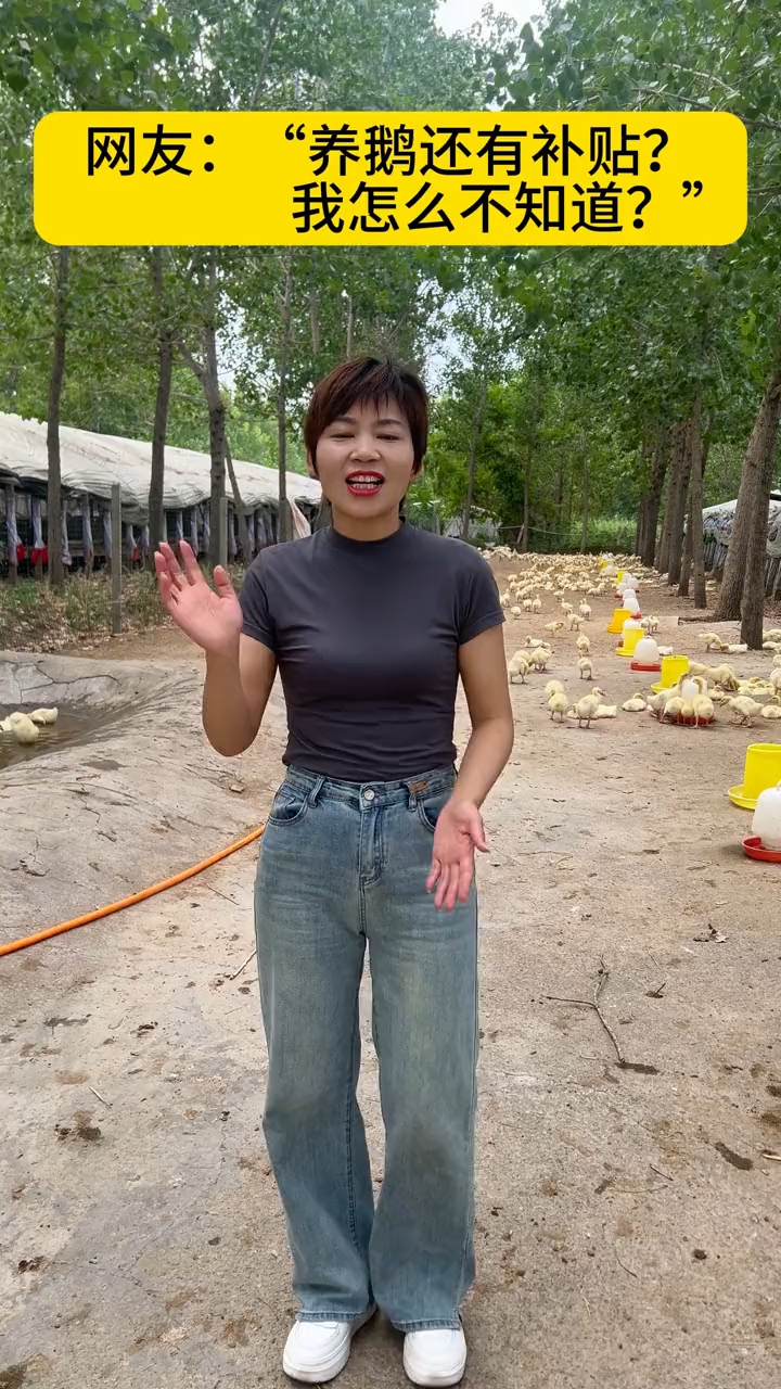养鹅有补贴,你了解吗?