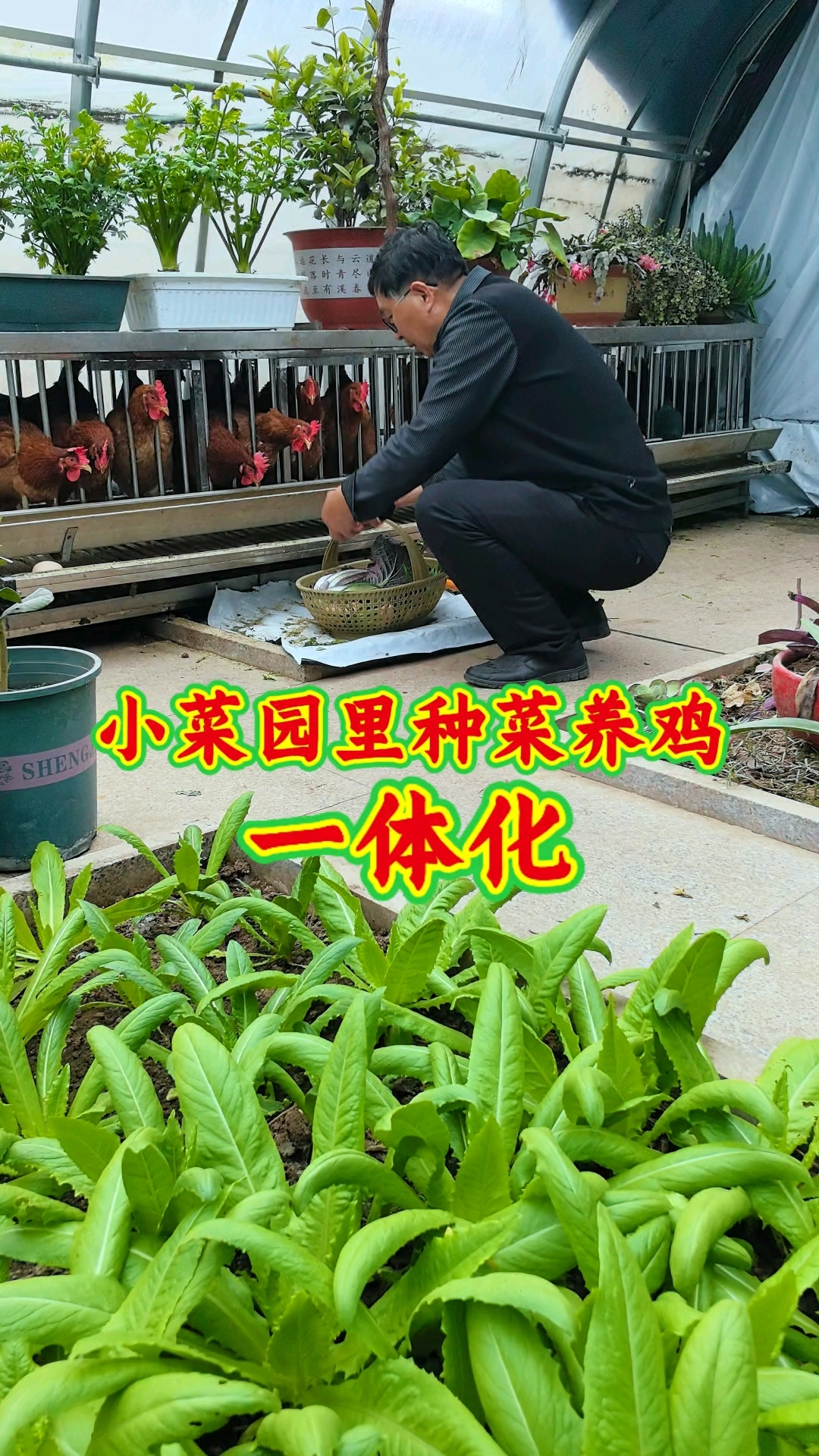 小菜园里不仅种菜还养鸡，种菜养鸡一体化。 #家庭小菜园 #田