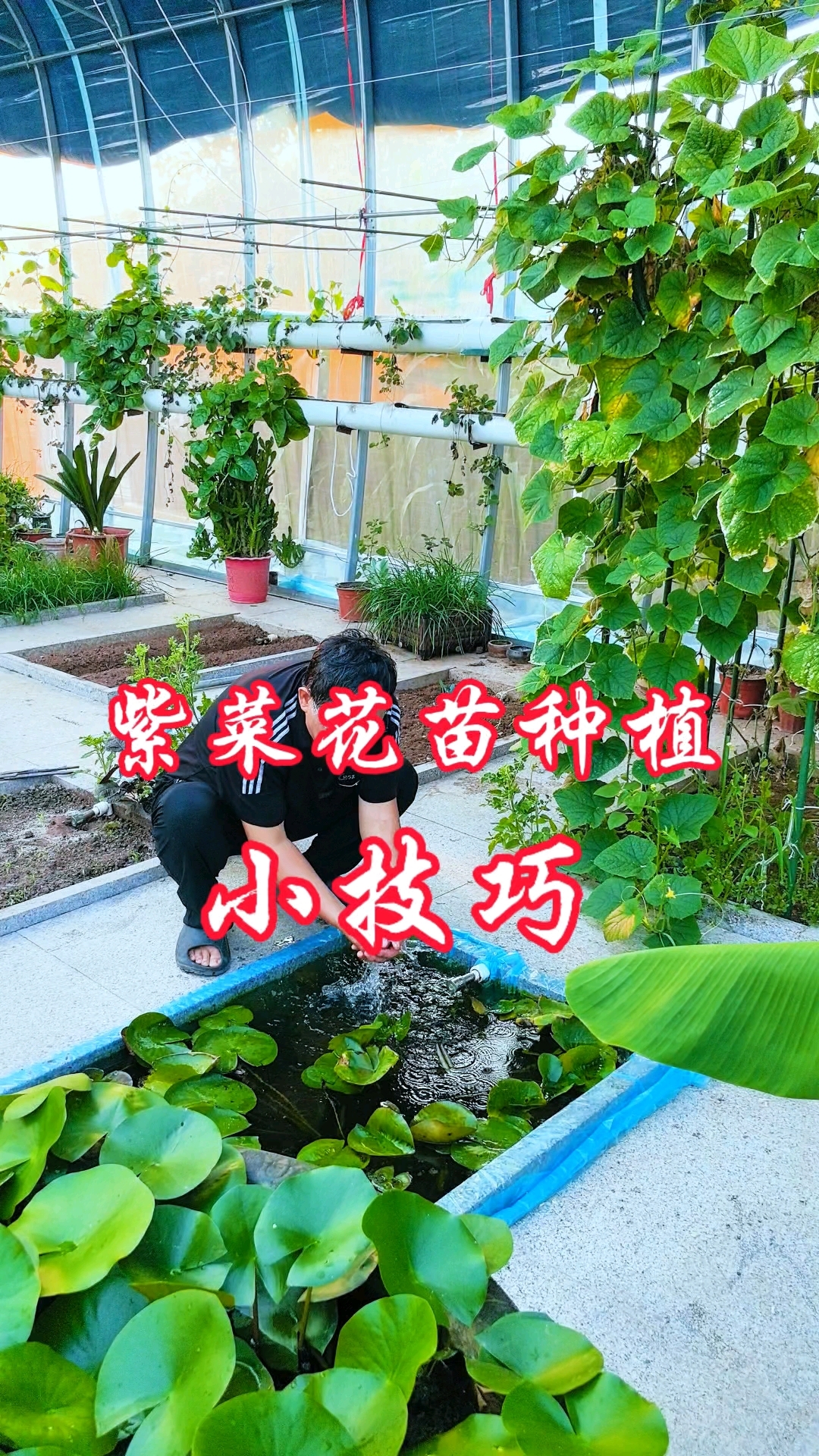 紫花菜苗栽得好,在栽之前,一定要先泡水一小时,施足底肥。