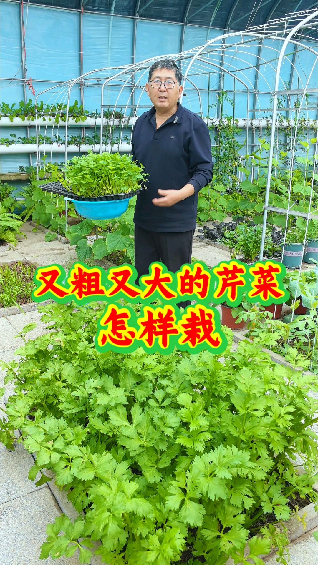 要想芹菜长得又粗又大,吃起来口感好,选对苗子是关键。 #家庭