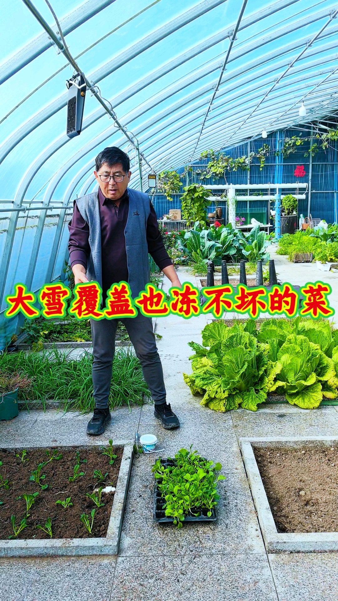 在寒冷的冬天，想吃上自己亲手种的绿色蔬菜，就种乌塔菜。
