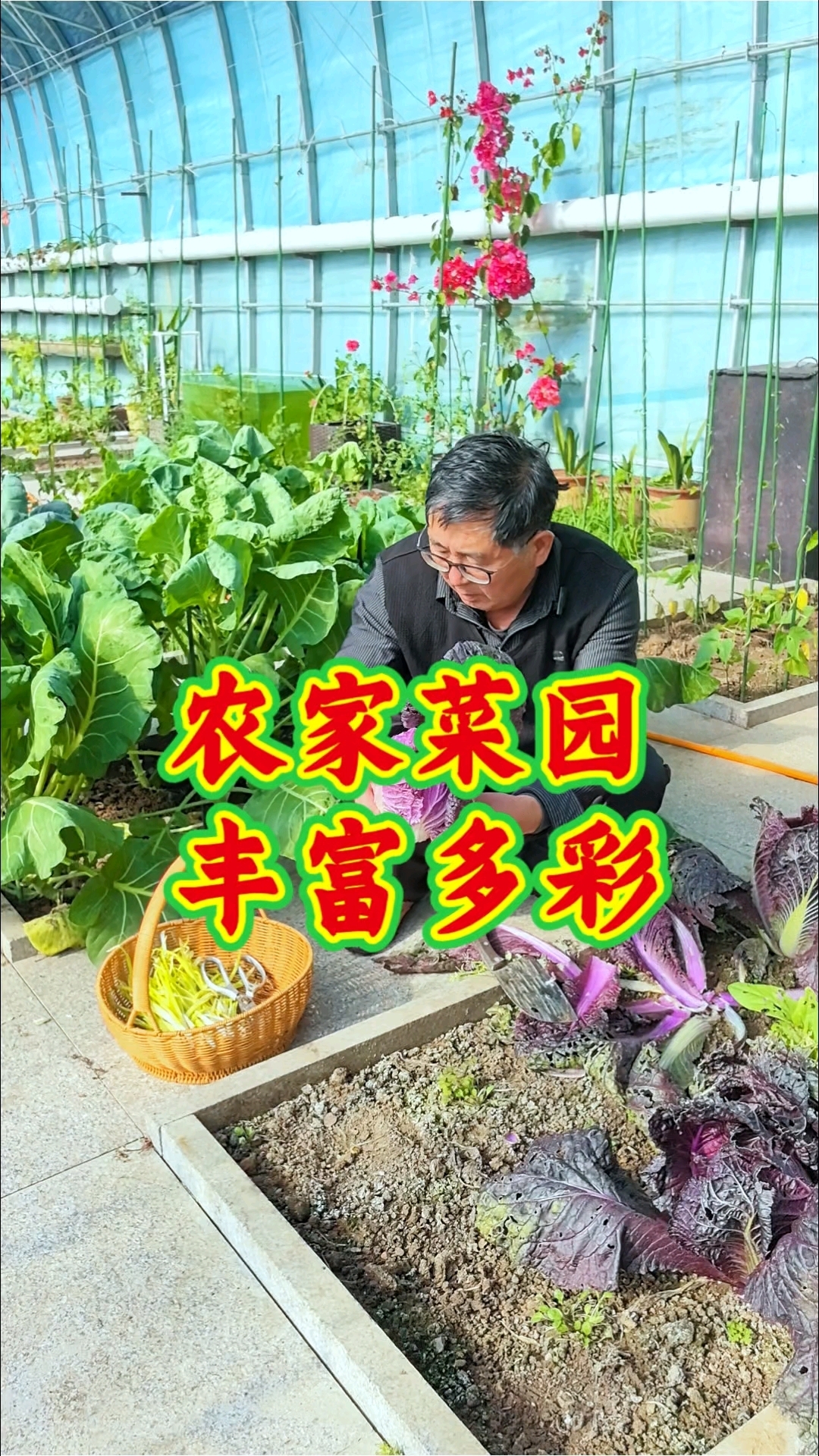 在天寒地冻的季节里,小菜园里依然有各种绿油油的蔬菜。#自家菜